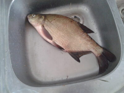Karšis, 0,9 kg — Gulbinas