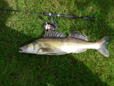 Starkis, 2,6 kg — Ubiškės