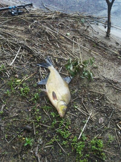 Karšis, 2,2 kg — Baltieji Lakajai