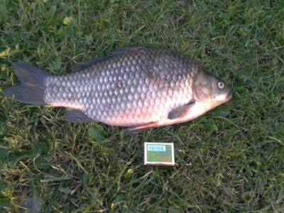 Sidabrinis karosas, 2,0 kg