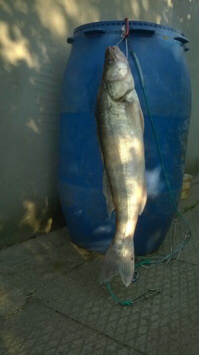 Starkis, 3,4 kg — Kuršių