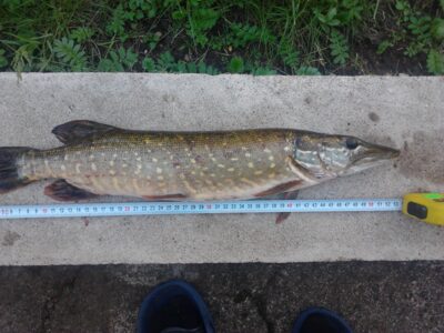 Lydeka, 1,2 kg