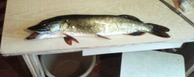 Lydeka, 1,4 kg — Mūša