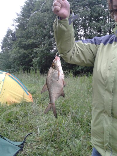 Karšis, 0,3 kg — Lubinis