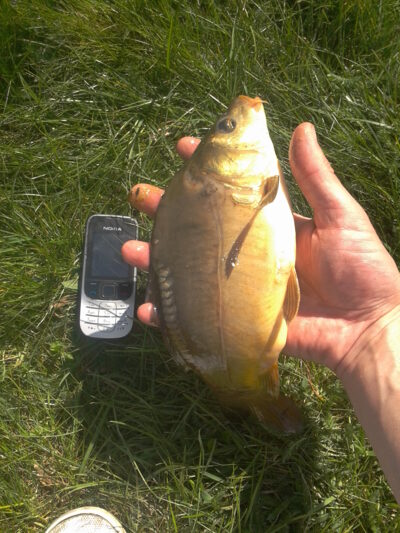 Paprastasis karpis, 0,5 kg