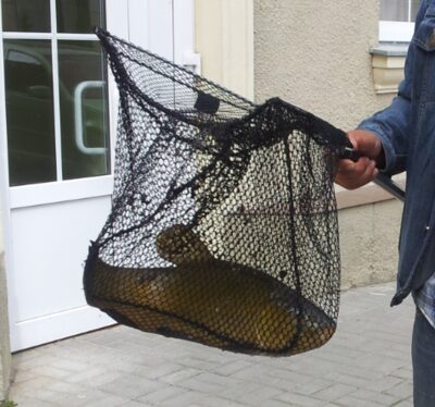 Lynas, 2,3 kg — Latežeris