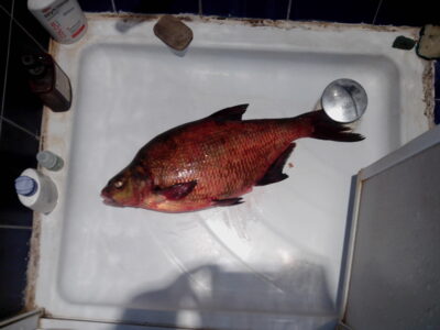 Karšis, 3,0 kg — Vajuonis