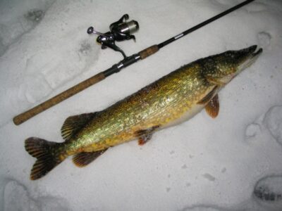 Lydeka, 3,9 kg