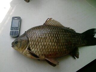 Sidabrinis karosas, 1,6 kg