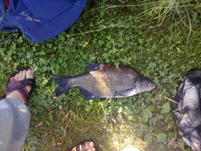 Karšis, 2,0 kg — Kavalys