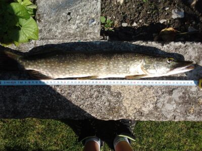 Lydeka, 1,4 kg