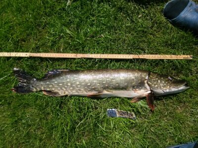 Lydeka, 2,4 kg — Laičių II-asis