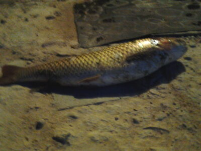 Baltasis amūras, 4,0 kg