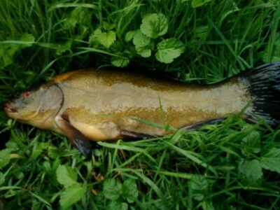 Lynas, 0,4 kg — Padvarių