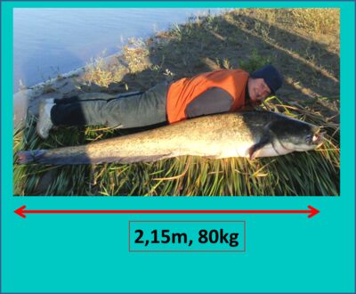 šamas, 80,0 kg — Или (İli)