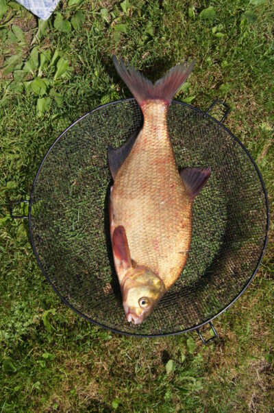 Karšis, 1,3 kg — Nemunas