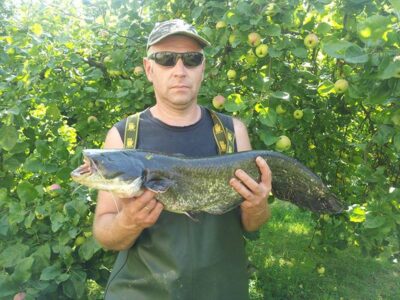 šamas, 3,5 kg — Nemunas