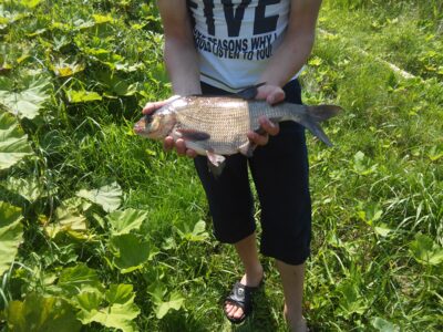 Karšis, 2,0 kg