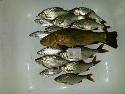 Lynas, 0,5 kg