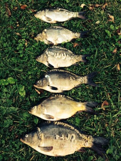 Paprastasis karpis ×6