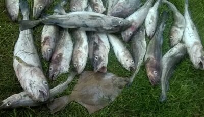 Menkė, 1,2 kg — Baltijos jūra