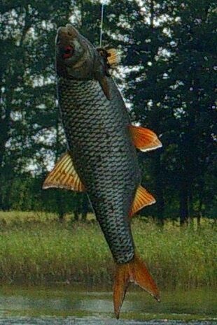 Paprastoji kuoja, 0,3 kg — Stirniai