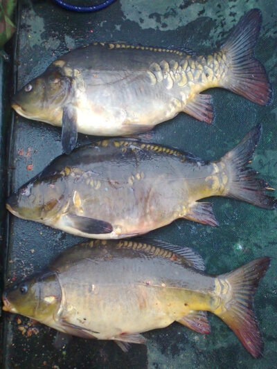 Paprastasis karpis, 1,7 kg — Ekrano gamyklos