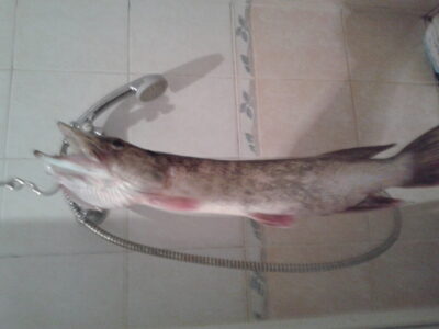 Lydeka, 0,6 kg