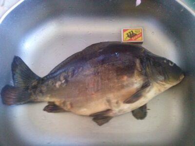 Paprastasis karpis, 1,9 kg
