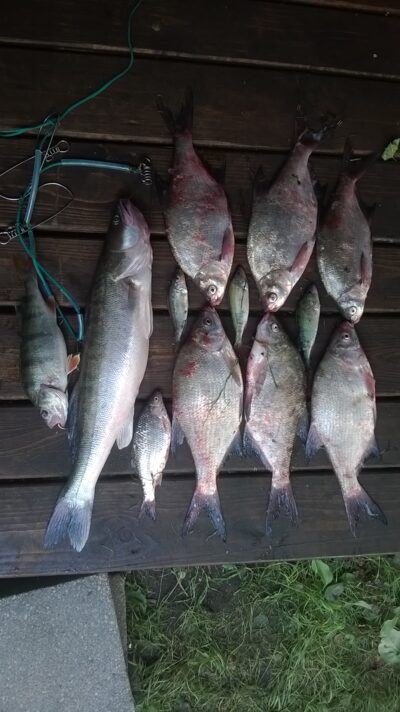 Starkis, 1,8 kg — Kuršių