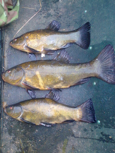 Lynas ×3