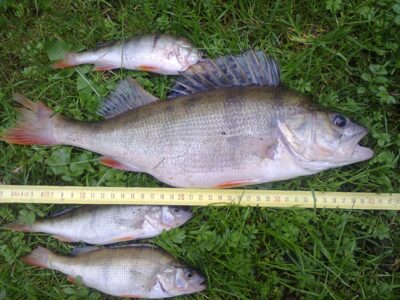 Ešerys, 1,0 kg — Kuršių
