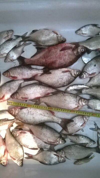 Paprastoji kuoja, 0,4 kg