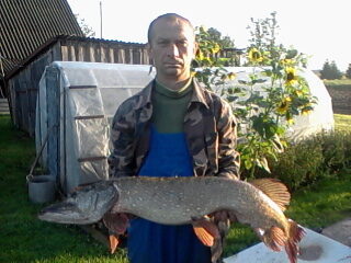 Lydeka, 7,1 kg