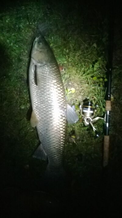 Baltasis amūras, 7,0 kg