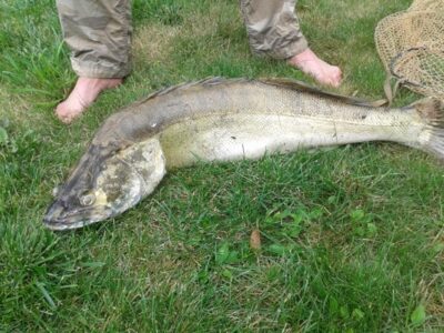 Starkis, 7,7 kg