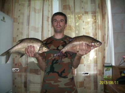 Karšis ×2
