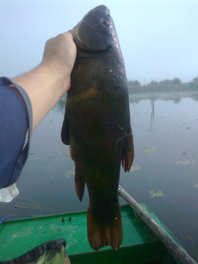 Lynas, 1,2 kg — Ekrano gamyklos