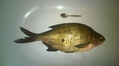 Karšis, 2,0 kg — Čičirys