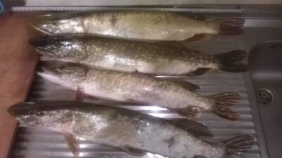 Lydeka, 1,1 kg
