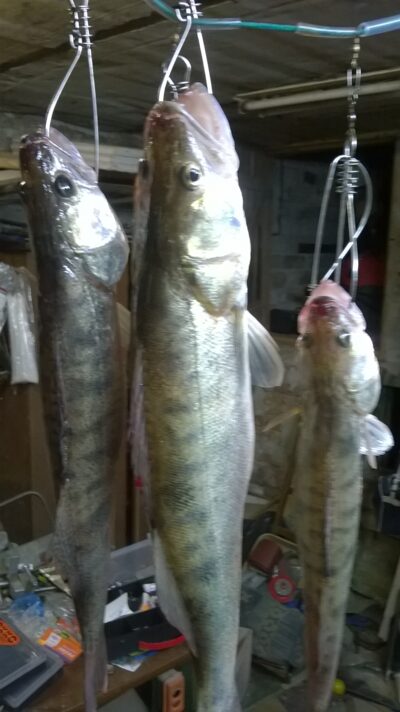 Starkis, 1,7 kg — Kuršių