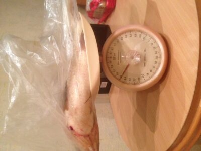 šapalas, 2,5 kg