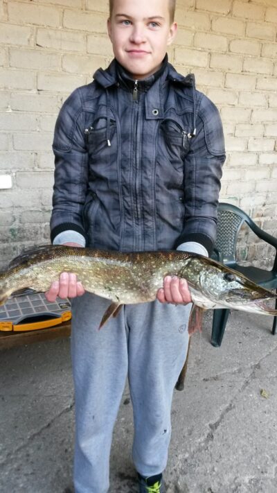 Lydeka, 2,4 kg