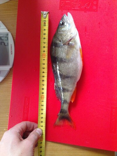 Ešerys, 0,3 kg — Balsys