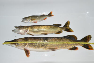 Lydeka, 2,6 kg