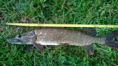 Lydeka, 1,4 kg