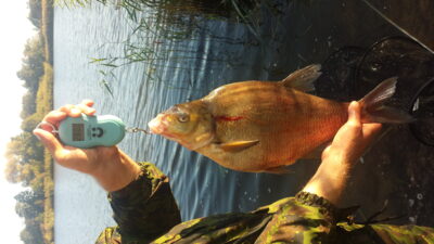 Karšis, 2,8 kg — ATMATA