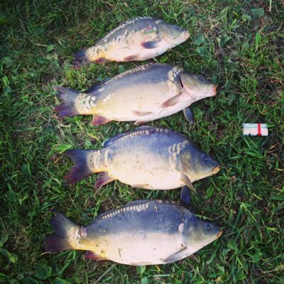 Paprastasis karpis ×4