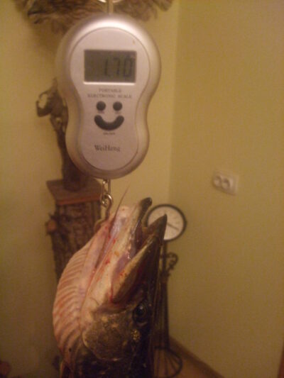 Lydeka, 1,7 kg