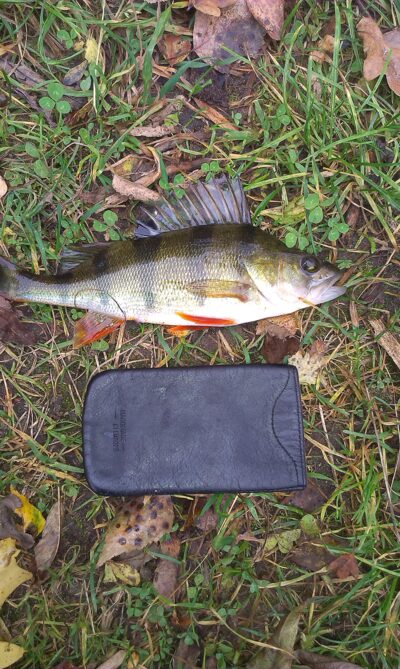 Ešerys, 0,3 kg